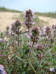 Thymus littoralis