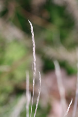 Agrostis curtisii