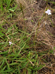 Prismatocarpus campanuloides