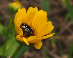 Oxythyrea noemi