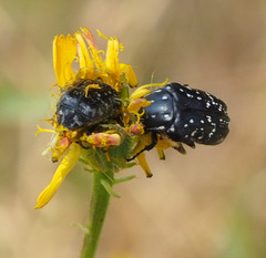Oxythyrea noemi