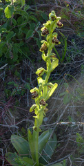 Ophrys umbilicata flavomarginata
