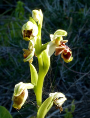 Ophrys umbilicata flavomarginata