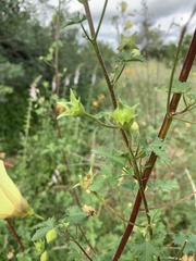 Hibiscus engleri
