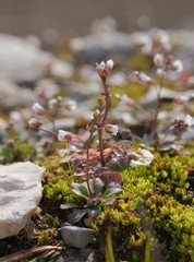 Draba verna
