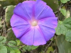 Ipomoea indica image