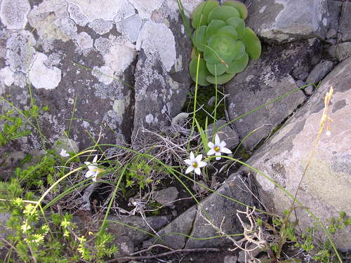 Romulea columnae