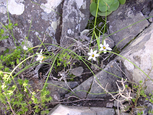 Romulea columnae