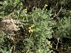 Genista canariensis image