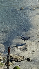 Egretta gularis