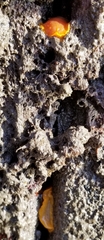 Doriopsilla albopunctata