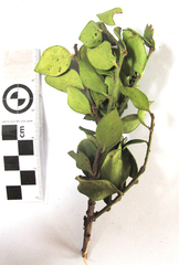 Robsonodendron maritimum
