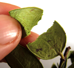 Robsonodendron maritimum