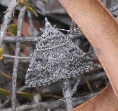 Dichromodes explanata