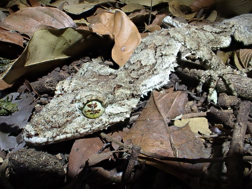 Northern Leaf-tail Gecko