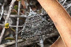 Dichromodes explanata