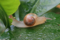 Helicarion perfragilis