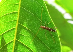 Clytocera chionospila
