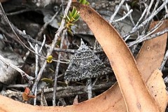 Dichromodes explanata