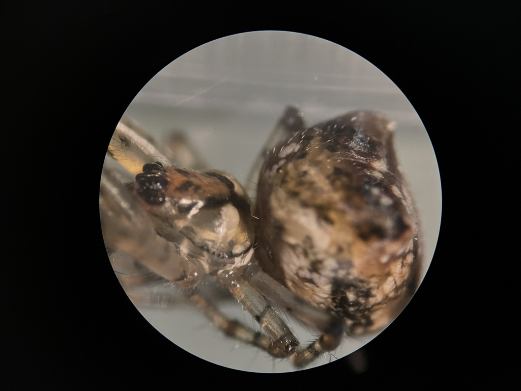 Metellina mimetoides