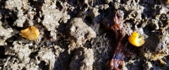Doriopsilla albopunctata