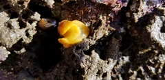 Doriopsilla albopunctata