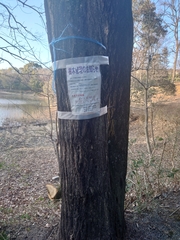 Platypus quercivorus