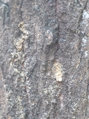 Platypus quercivorus