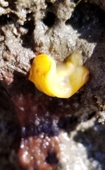 Doriopsilla albopunctata