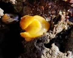 Doriopsilla albopunctata