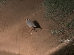 Rhinoptilus chalcopterus