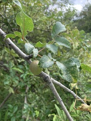 Commiphora edulis edulis