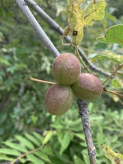 Commiphora edulis edulis