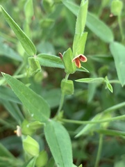 Zornia glochidiata