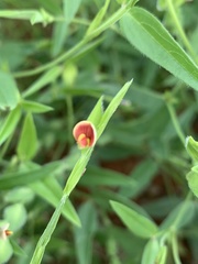 Zornia glochidiata