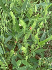 Zornia glochidiata