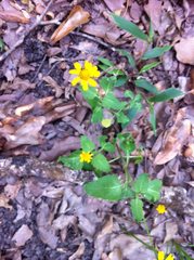 Acmella oppositifolia