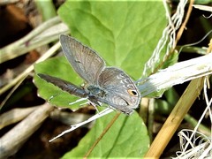 Euchrysops malathana