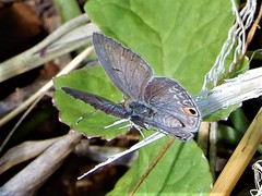 Euchrysops malathana