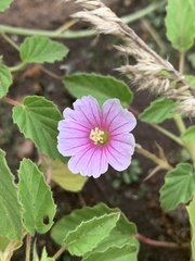 Monsonia senegalensis