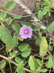 Monsonia senegalensis