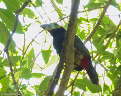 Selenidera maculirostris