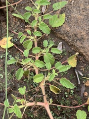Monsonia senegalensis