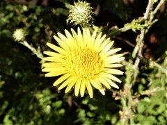 Berkheya rhapontica