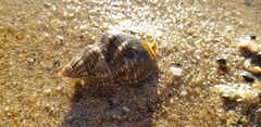 Nassarius fossatus