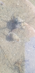 Nassarius fossatus