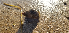 Nassarius fossatus