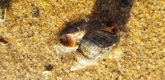 Nassarius fossatus