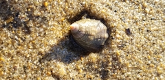Nassarius fossatus