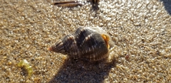 Nassarius fossatus